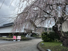 角館駅前には、大きなしだれ桜