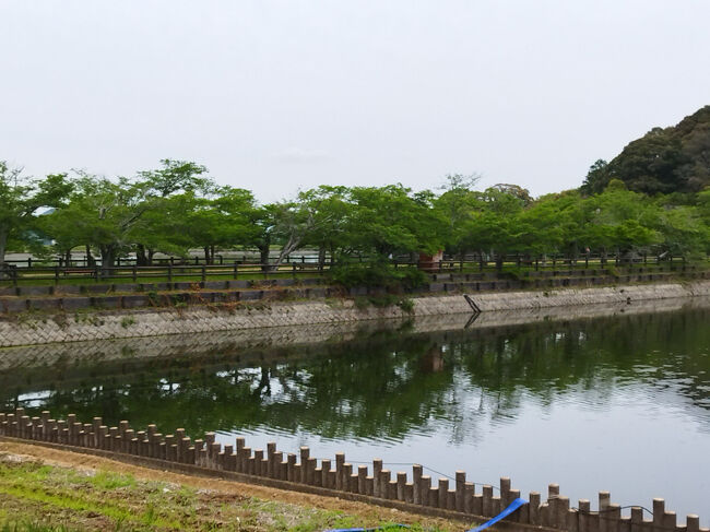 桜並木が有ります