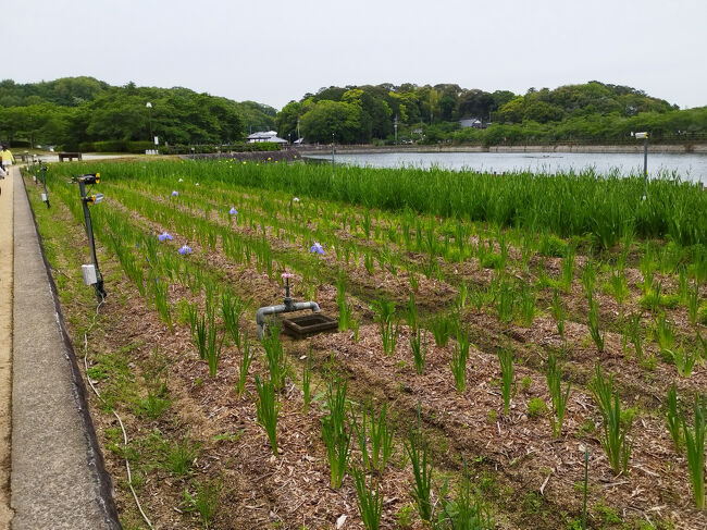 咲いたら綺麗でしょうね