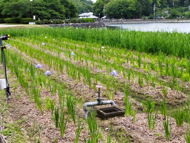 花の時期は難しい