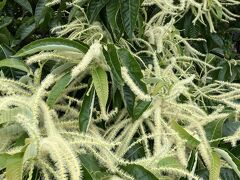 初めて見ました、栗の花、こちらも満開でした。