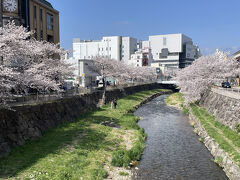 松本市内に到着して目についたのは女鳥羽川沿いの桜並木。