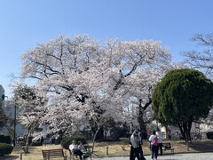 松本城公園の桜は満開でした。