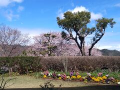 宿を出て、まずは沼津に向かいます。向かう途中でお土産屋さんに立ち寄りました。
いちごプラザ。そういえばいちごの季節だけど宿の食事にいちごは出なかった。