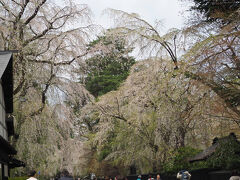 武家屋敷通りのしだれ桜は道の両側から大きく枝を垂れ、すごいな～と思ったのですが、、望遠だと微妙（笑）
全体を撮る時はスマホで撮ろう。。