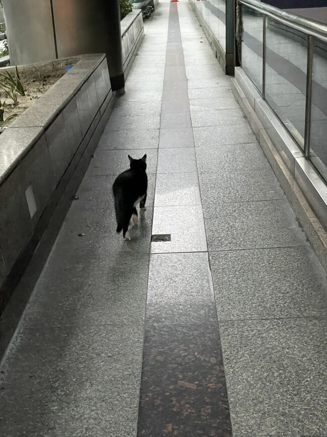 野良さんもさよなら