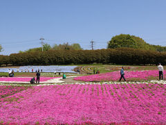 4/27、訪問したのは、みさと芝桜。


