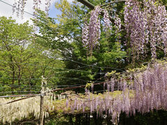 5/7、訪問したのがナイアガラ藤（くろさわ藤園）。