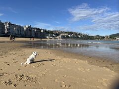 おはよう！

サンセバスチャン３日目の朝

今日はビーチをお散歩
この街にはたくさんいて、飼い主と一緒に海で遊んでいて
犬好きにはたまらない。
お利巧でかわいいワン！