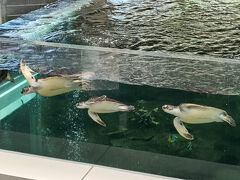 トリオで気持ちよさそうに泳いでいます。　　　　　　　　　　　　　　　　　　　　泳ぐのが凄く早い
