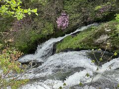 竜頭の滝の遊歩道を下る。滝沿いにもトウゴクミツバツツジ