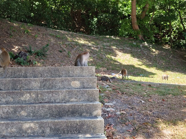 タンクワンの丘の周りには猿がたくさんいました。
