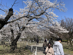 公演の桜の密度は濃いです。