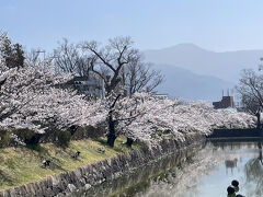 お濠沿いの桜並木。