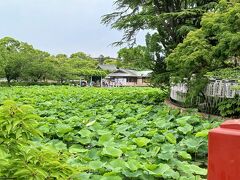 蓮の葉が綺麗に敷き詰められてる。やっぱ咲くのは月末か