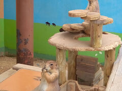 イングランドの丘で、プレーリードッグ。