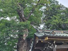 梅岩寺のカヤ
