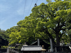 ロープウェイ真下の神社、
この神社は大きな木、くすのきがとても重厚で素敵でした。
艮神社と言う由緒ある神社だそうです。
