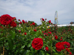 国営ひたち海浜公園