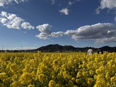 鋸南町の頼朝桜に行こうと走っていたら、鴨川で菜の花畑を発見したので寄ってみます。
