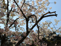 乗船時間１０分程で宮島に着き、桜の花や