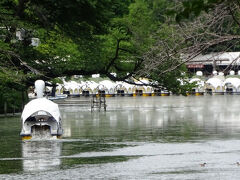 貸し出し足こぎ式スワンボートがある点は石神井池と同じ。
井の頭公園は正式名「井の頭恩賜公園」と言い、その名の通りもとは御料地、さらに歴史をさかのぼれば、この井の頭池周辺の森一帯は江戸幕府の御狩場で、徳川将軍が演習の一環として「鷹狩」を行っていた場所。
そもそも「三鷹」の地名もそれに由来する。「徳川御三家の鷹狩り場」で「三鷹」。別に鷹が三匹飛んでいたからではない。
早くも大正時代に現在の東京都に下賜され、都民の憩いの場となったわけだ。周辺に残された比較的広い森もすべて御料地だった。