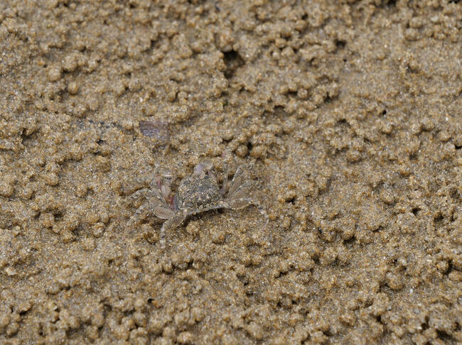 で、一番気になったのがこちら<br />カニがね、たっくさんいたの(ｏ&#39;∀&#39;人)<br />足元にポコポコ小さな穴がたくさん出てきて、じーっと見てたら次々に小さなカニさんが出てきた～ (*&gt;ωﾉ[◎]ゝﾊﾟﾁﾘ<br />かわいいね♪