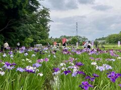 約600種類8千株10万本の花菖蒲が開花するんだって。