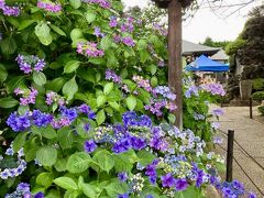 アジサイがきれい