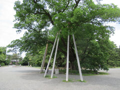 梨木神社の後は、またまた御苑を東から西に横切っていきます。
御所の西側にあった大きな樹は清水谷家の椋