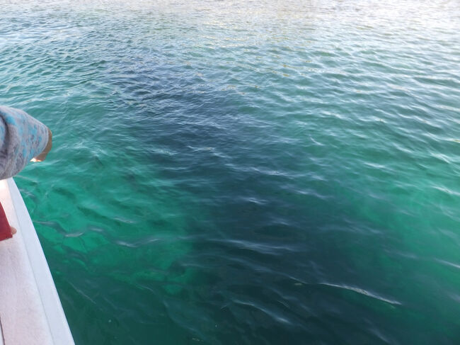 このあたりは浅いところで海藻が見えるのだそう。