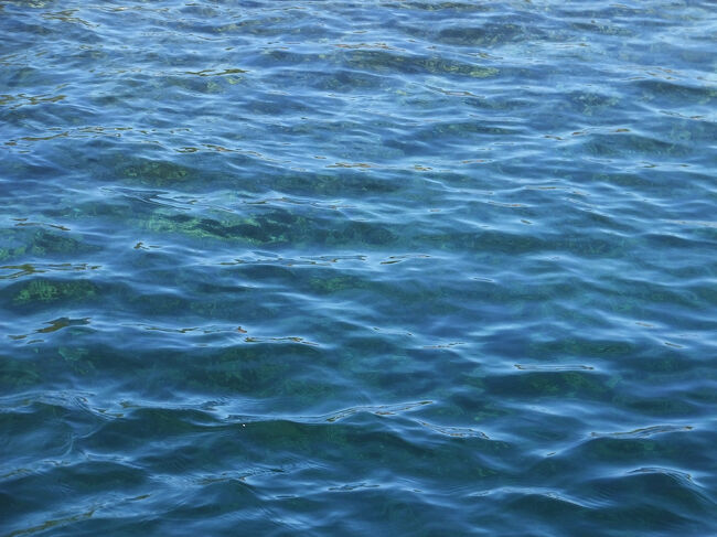 たしかに群落のよう。