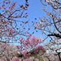 今週も梅と桜を観てきました GW後半