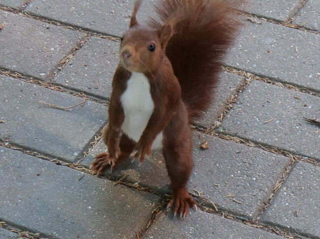 グラヘラ公園のリス君
