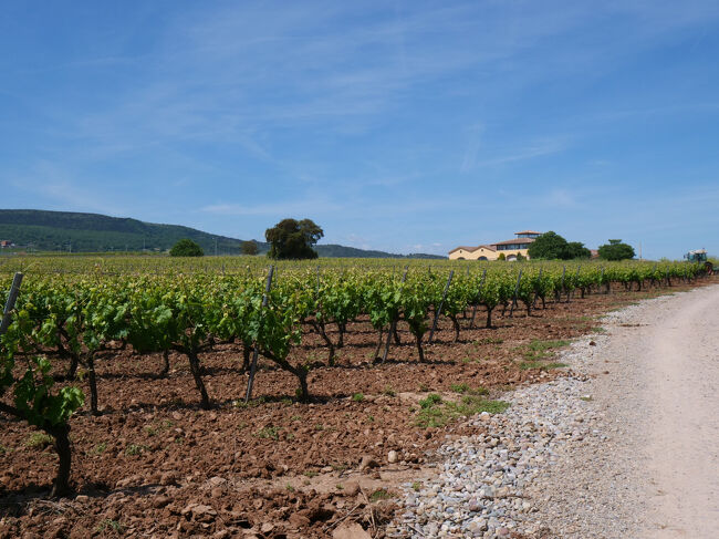 世界的なワインの産地、みごとな葡萄畑<br />ALがこの地域の気候の特徴および葡萄、ワインについて歴史的な背景を説明