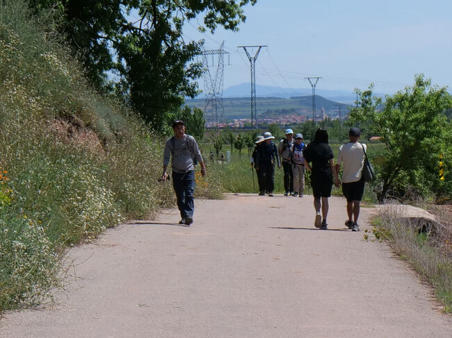 日差しが強くなってきました