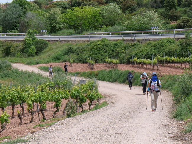 どこまで行っても葡萄畑