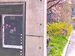 桜の色が強めの品種で目を引きます