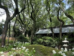 　紫陽花寺の雰囲気
