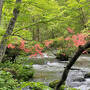 北東北 青森 【別冊２】奥入瀬渓流散策・星野リゾート 奥入瀬渓流ホテル・十和田湖　編