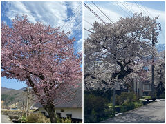 白馬の街並みの桜です♪