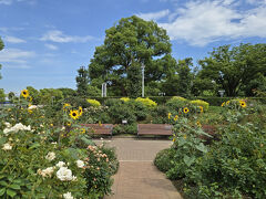 山下公園には小さなひまわりに、薔薇がまだ綺麗に咲いてます