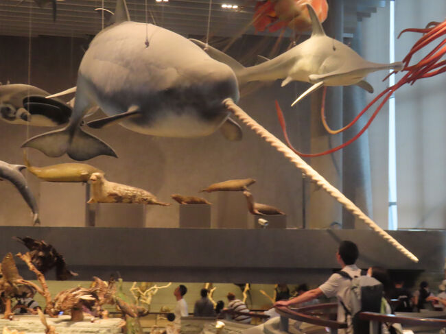 イッカク、北極の海に生息するクジラの仲間で角に見える長いものは、雄の牙です。体長4～6ｍ、体重1600kgほど。イッカクには2本の歯があり、オスはそのうちの1本が上アゴを突き抜けてねじれながら伸び続け、最大約3メートルもの牙になるそうです。西欧でも日本でもこの角は伝説の獣「ユニコーン」の角と偽って高値で売りさばかれていたのだとか。