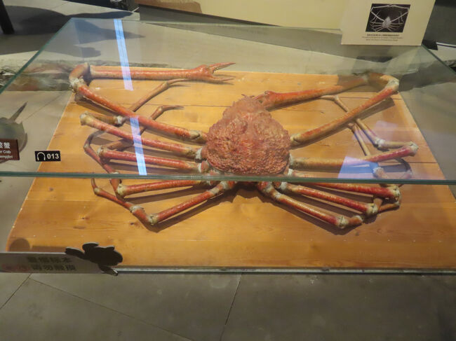 これは何と「ニホンタカアシガニ」、1896年に東京湾で捕獲した漁師から、この博物館の前身となった王立アジア協会の華北支部の関係者が買い取ったものだそうです。甲羅幅は30cm、広げた脚の長さは最大で3.8ｍという大きさに驚きました。