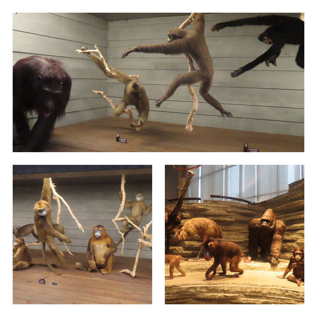 多彩なポーズで愛嬌たっぷりの霊長類コーナーです。