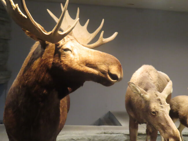 氷河期にいたヘラジカの仲間でしょうか。