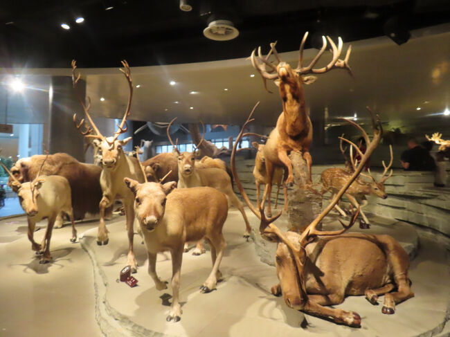 いろいろいたんですね。それにしても、このむやみと長かったり、広がっている角、時には邪魔になることもあったでしょうに・・・