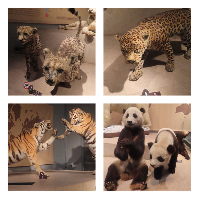 チーター、豹、虎とネコ科がつづき、そのとなりが・・・・大熊猫でした。