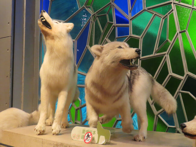 オオカミ一家。ここの展示は、動きが感じられて面白いです。なかなか可愛らしいと思うのですが、中国やその影響を受けた東アジアの国では、「狼＝狂暴」ですね。