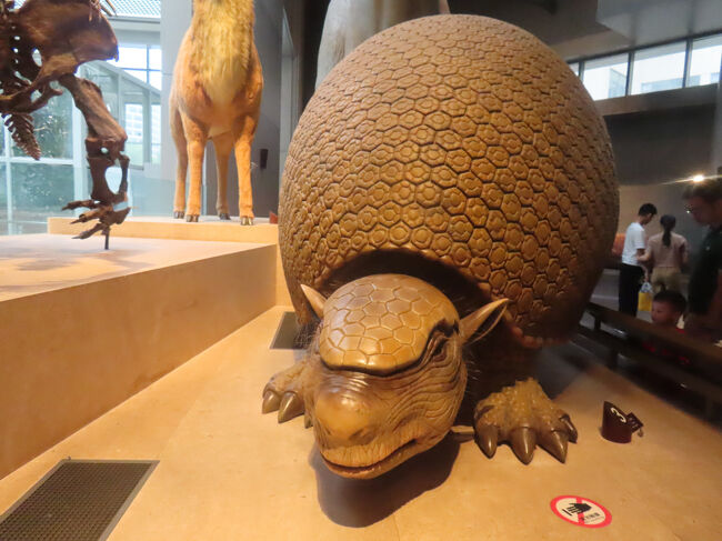 これはまた、インパクトある模型です。和名は彫歯獣、学名はGlyptodon（グリプトドン）で、ドンが歯を意味するギリシア語だそう。南米で新生代に繁栄した、体長３ｍ、高さは150cmほどもある古生物です。<br /><br />現存している一番近い種は、もちろんアルマジロ。